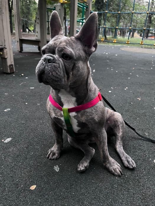 Продам французского бульдога