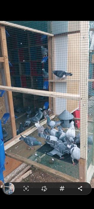 Vând voiajori de concurs