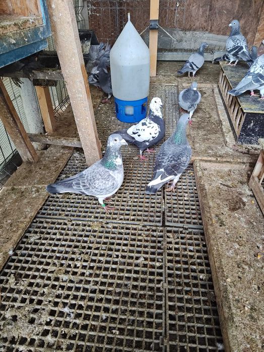 Vând porumbei voiajori