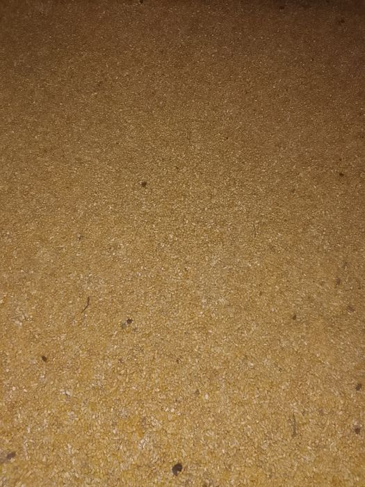 Porumb de vânzare