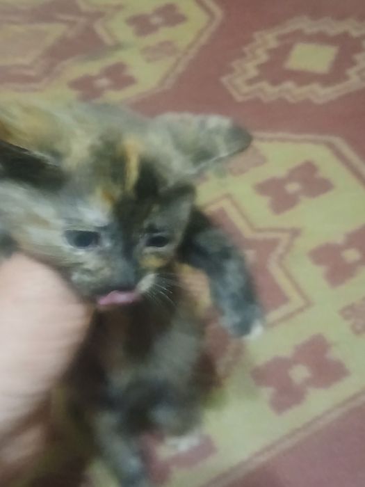 Отдам 2х котят в хорошие руки