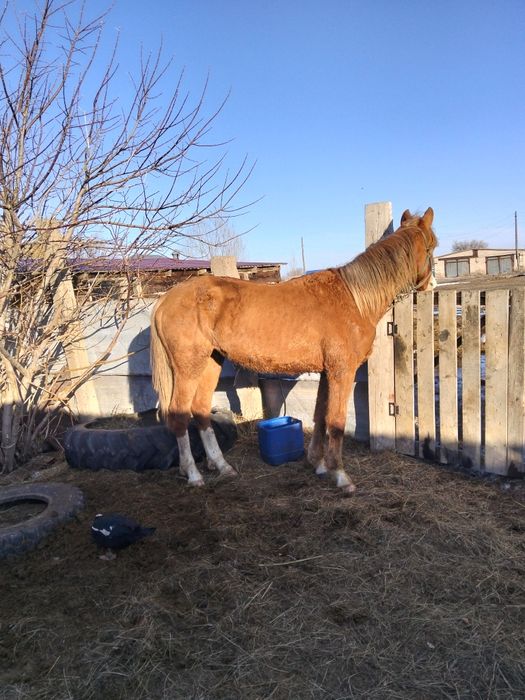 Құнан полукровка