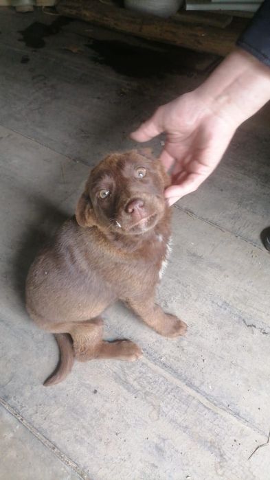 Щенок, девочка, 4 месяца, ищет любящий дом