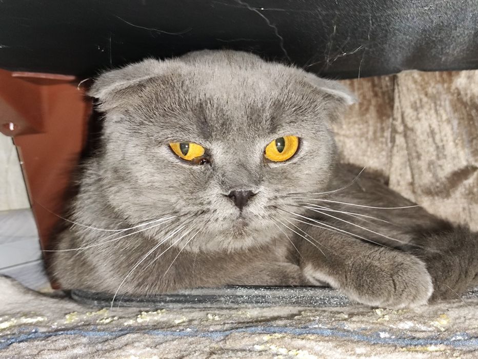 Британский скоттиш-фолд