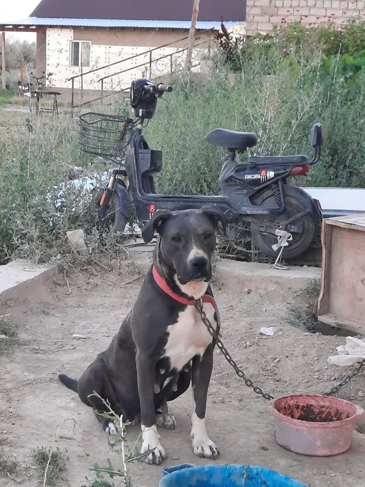 Питбуль Bella Дочь Балу кыргызстан
