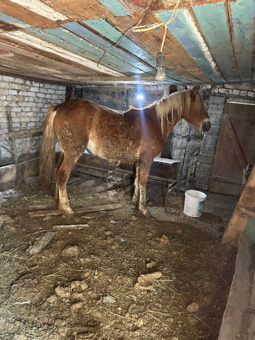 Семіз байтал сатылады(3 ай аткормда тұрған)