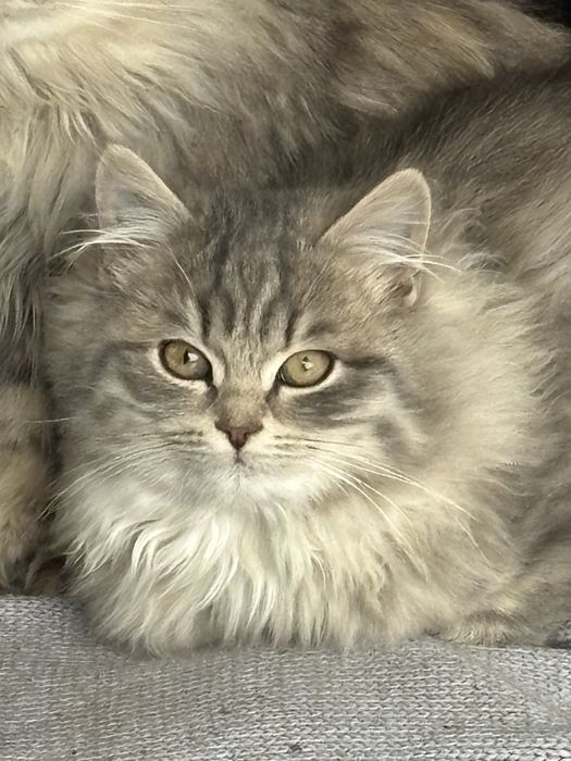 Отдам в добрые руки