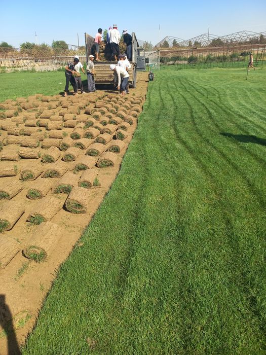 Газон.Gazon.Optem,поливк,микраклимат