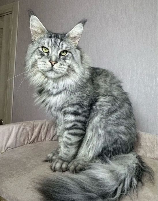Мейн кун котенок чст кровний