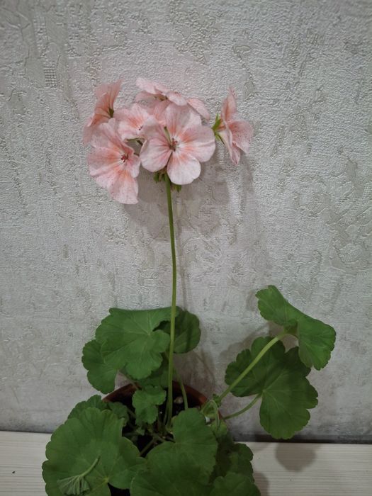 Продам пеларгонии цветущии