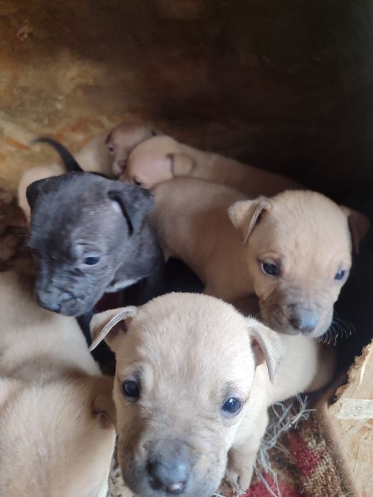 Щенки питбуль терьера