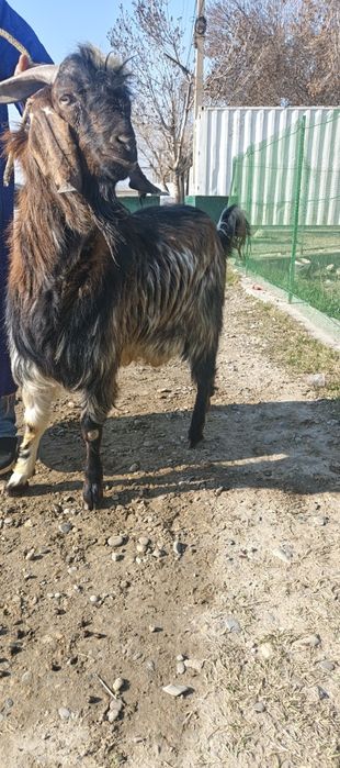 Эчки Така сотилади