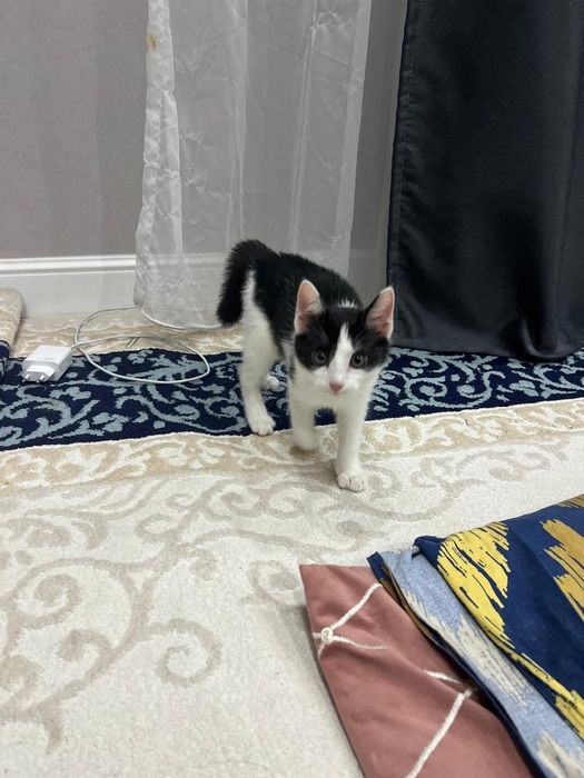 Продаётся котёнок Джессика  5000