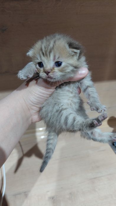 Скоттиш фолд порода