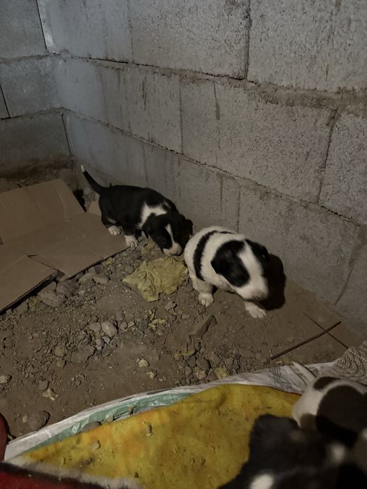 Щенки отдам даром