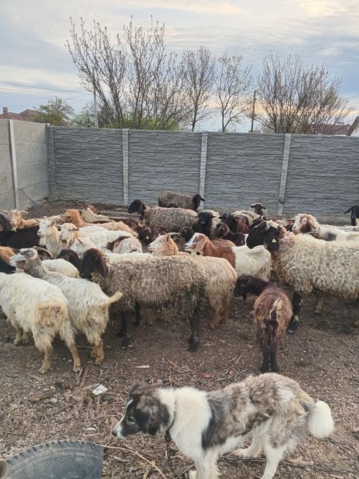 Vand capre si oi tote sunt tinere