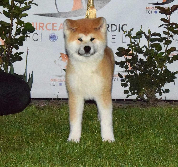 Pui Akita inu, părinți multipli campioni