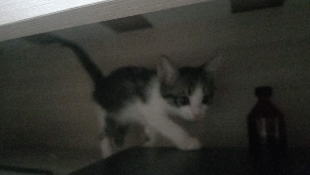 котенок мальчик 2 месяцев