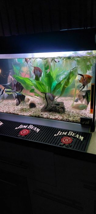 Vind Acvariu Complect Echipat + Pesti Scalari