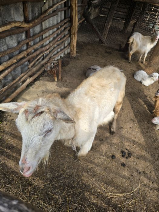 Capre cu Iezi-Microferma -se vand împreună