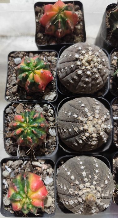 Продам редкие кактусы