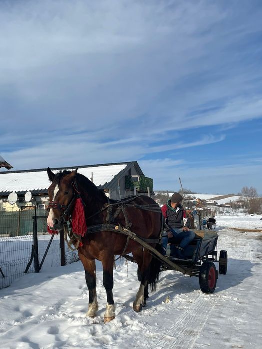 De vanzare manz de 1 an si 6 luni