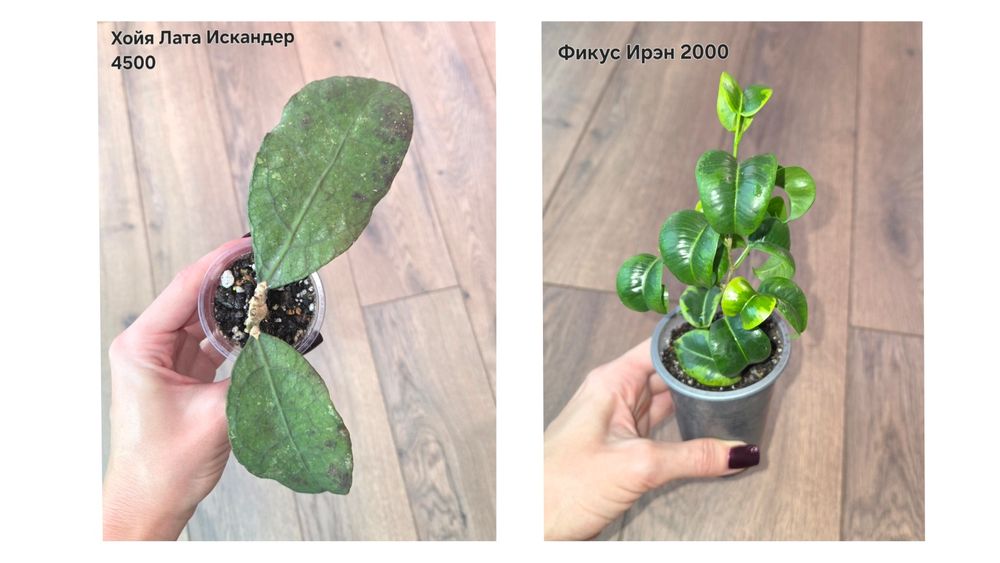 Фикусы,Орхидея,Филодендрон,Сансевиерия,Хойи