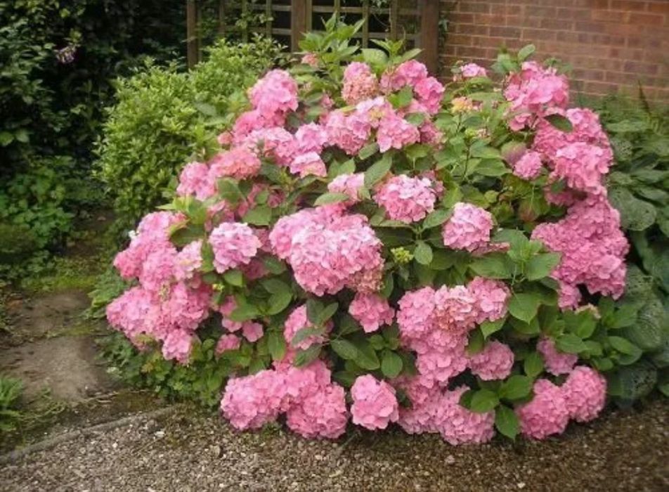 Гортензия саженцы