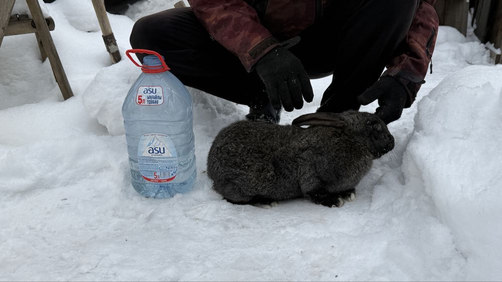 кролы 9-10месяцев