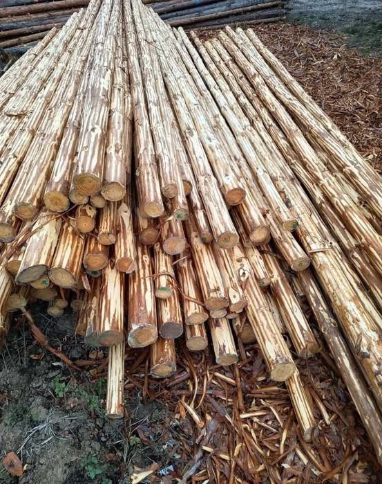 Белени ритловици