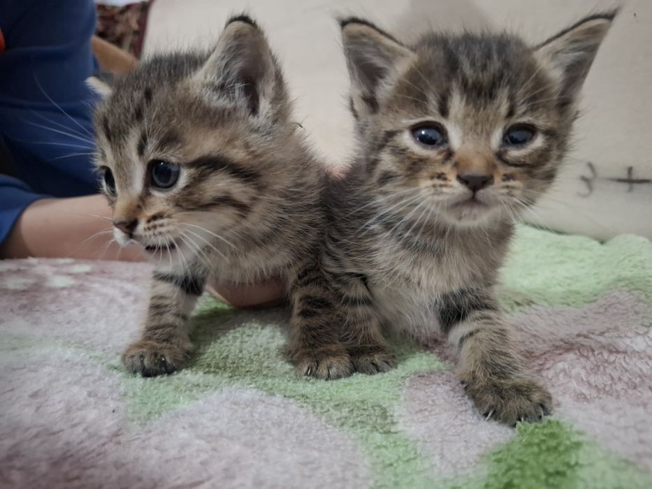 Отдам котят в добрые руки.