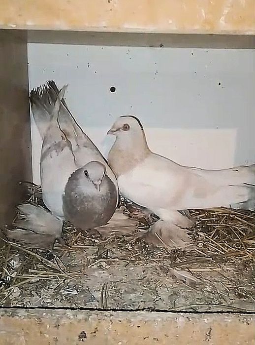 Продам голуби хорошые