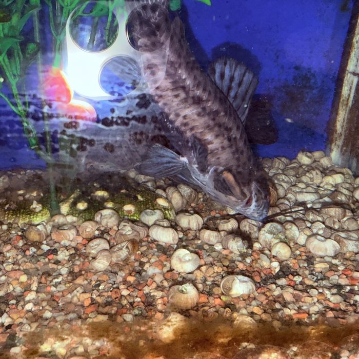 Аквариум уютный для дома очень хороший