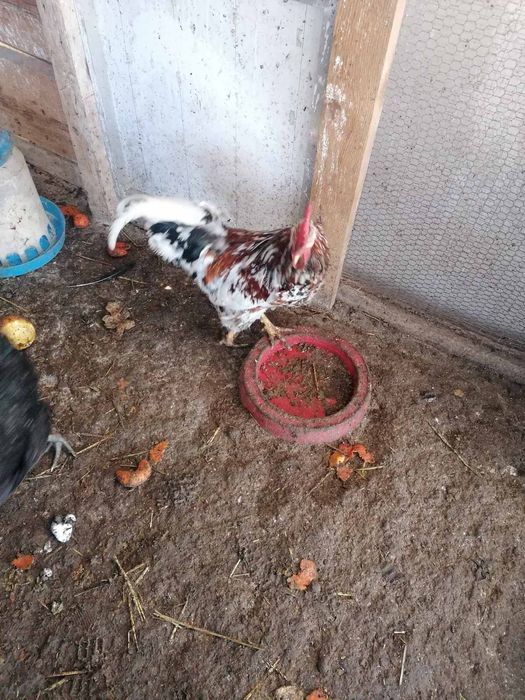 Петли свободно гледани