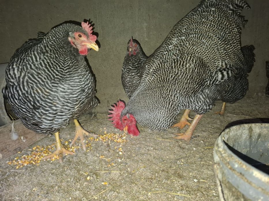 Plymouth rok barat vând sau schimb