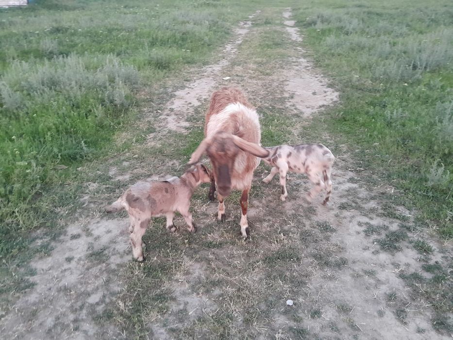 Ешкі сатылады тұқымды