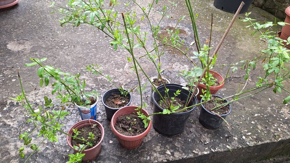 Продавам растение Зимен Жасмин (Jasminum nudiflorum)