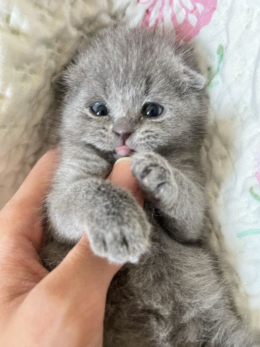 Шотлански висалухий