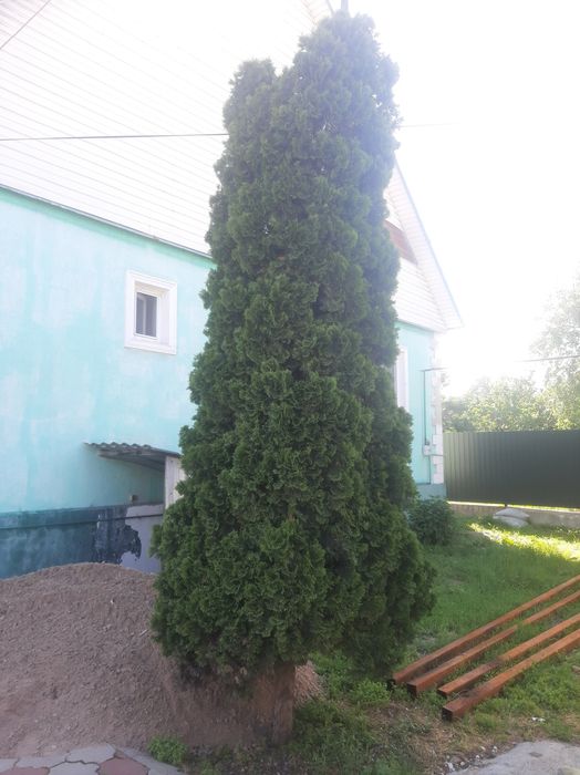 Продам Тую 4 метра