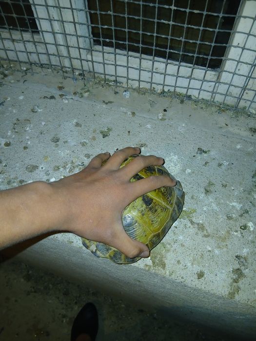 Черепаха тасбака 5.000