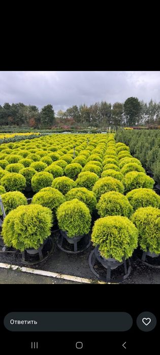 Туи ели гортензии яблони газон