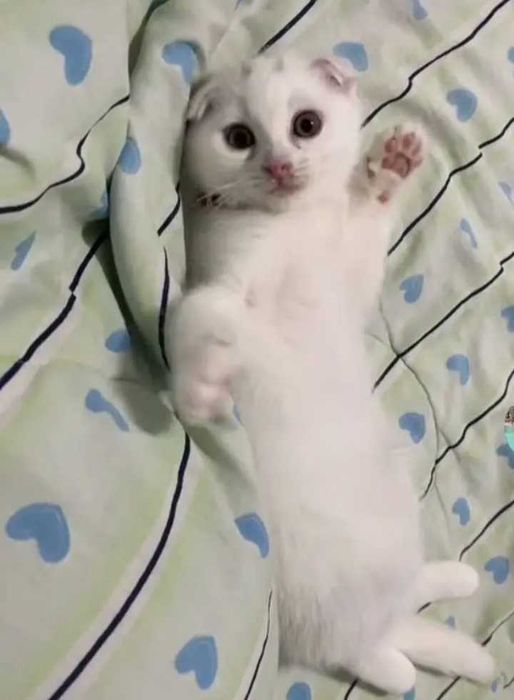 Котята британской породы