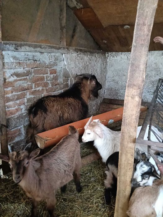 Vând țap și iezi