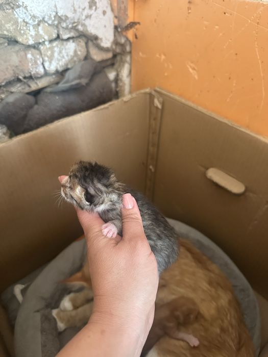 Котята мейн кун, все мальчики