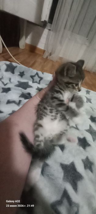 Котята отдам в добрые руки