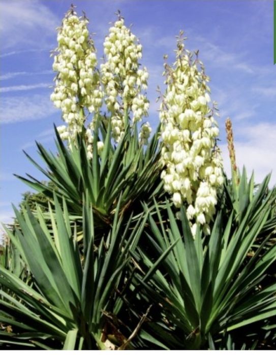 Yucca de grădină in ghiveci  Producător plante ornamentale și Arbuști fructiferi  yucca filamentosa