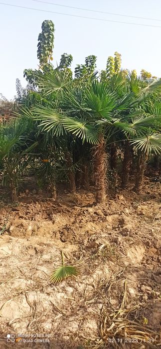 Палма трахкорпус сотилади