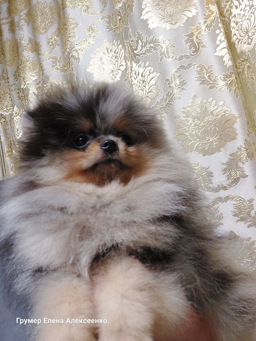 Мальчик, померанский шпиц