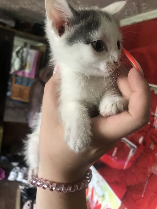 Отдам котят в добрые руки