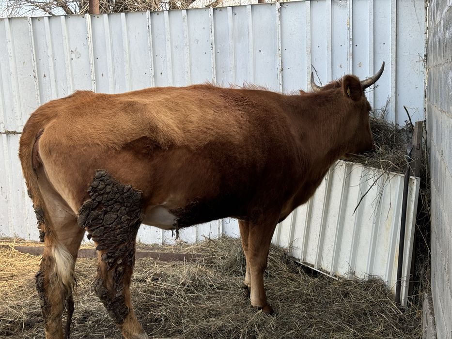 Договорная ,бағасы келісімен